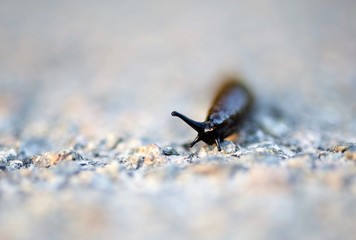 Close up view of a snail walking around on a white background
