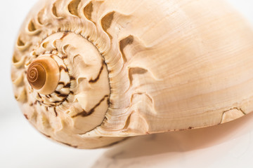 Large seashell studio with white background