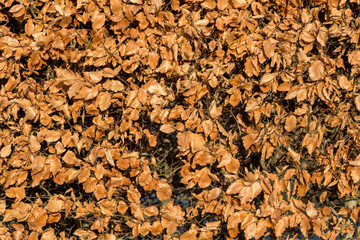 Buchenhecke im Winter, vertrocknet