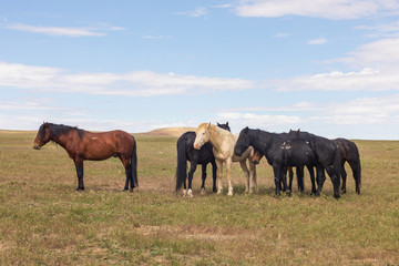 Fototapeta premium Wild Horse Herd in utah