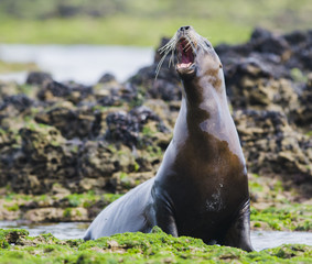 Sea Lion female , Patagonia Argentina