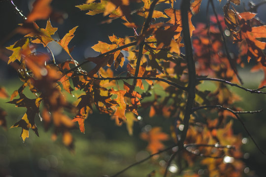 oto&ntilde;o