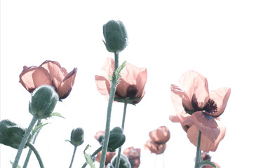 fragile and delicate flowers of the poppy