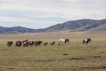 Naklejka na ściany i meble Wild Horse Herd in utah