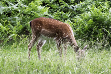 Wild young red deer in London, United Kingdom