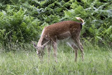 Wild young red deer in London, United Kingdom