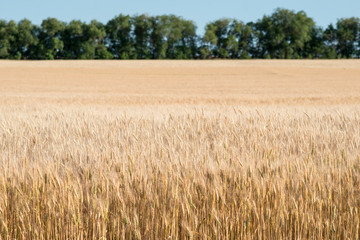 Field of wheat with trees in blur on the horizon