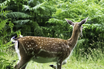 Wild female red deer in London, United Kingdom