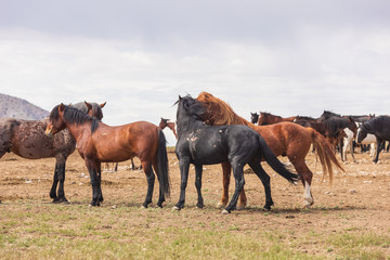 Wild Horse Herd in Utah