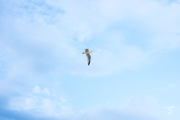 Seagull flying over blue sky