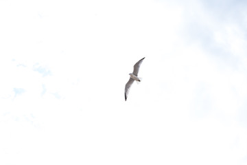 Seagull flying over white sky