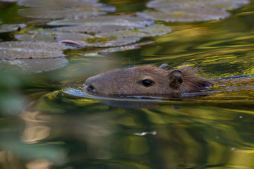 Capybara (biggest rodent in the world) swimming passing waterlillies leafs