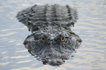 Close-up of a Large Male Alligator
