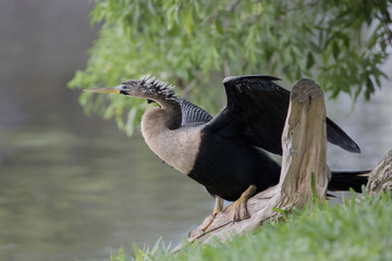 Anhinga Drying its Feathers