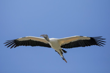 Fototapeta na wymiar Wood Stork in Flight (Mycteria americana)