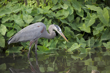 Blue Heron Hunting for Fish