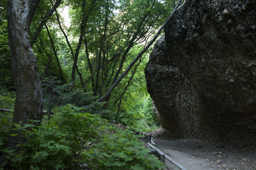 Pathway through the forest and trees in the rocky mountain range in maple canyon utah where many rock climbers as a travel destination