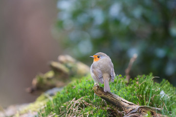 Robin bird in nature