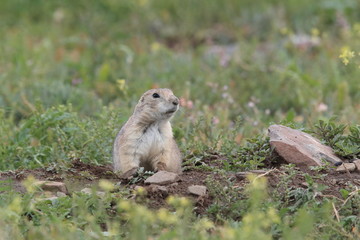 Black Tailed Prairie Dog, First Peoples Buffalo Jump State Park Montana