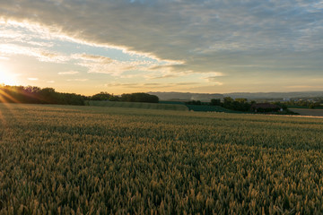 Sonnenuntergang mit Kornfeld