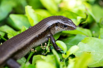 Monitor Lizard - Varanus on tree
