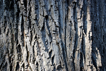 tree texture