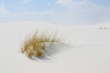 White sand dunes and grasses