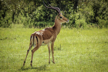 Lone Impala with Long Horns Standing in the Masai Mara National Reserve in Kenya