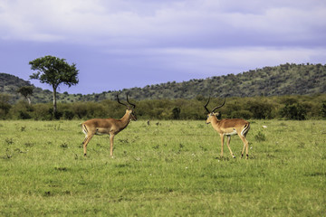 Naklejka na ściany i meble Two Impalas Facing Each Other in the African Savannah of the Masai Mara National Reserve in Kenya