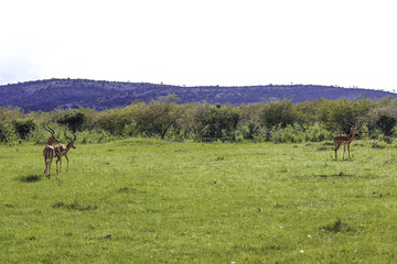 Three Impalas Grazing in the African Savannah of the Masai Mara National Reserve in Kenya