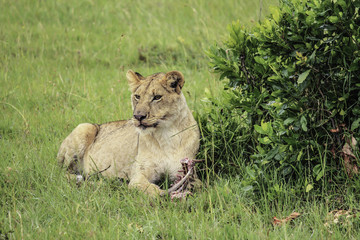 Female Lion Eats Fresh Kill in the Grass next to a Bush in the Masai Mara National Reserve in Kenya