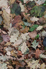 leaves on the ground background