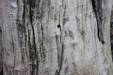 wood texture