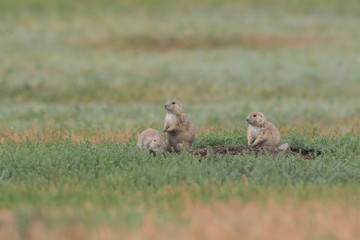 Black Tailed Prairie Dog, First Peoples Buffalo Jump State Park Montana