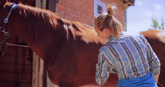 Grooming a horse. Young woman cares for her horse