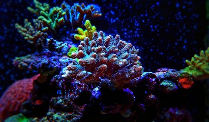 Fototapeta na wymiar Bushy Acropora SPS Coral in saltwater reef aquarium tank