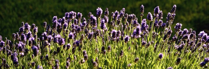 Panorama of lavender in full bloom in sunset light