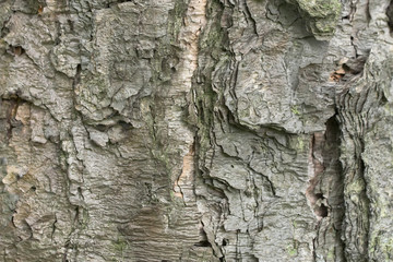 bark of tree