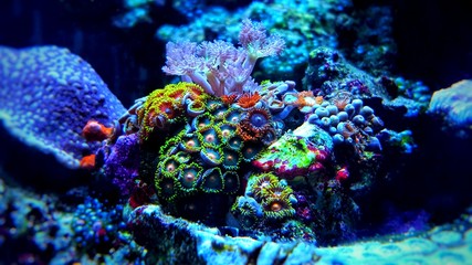 Zoanthus polyps colony coral in reef aquarium tank 