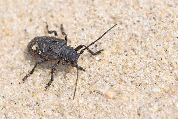 Beetle in the sand