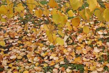 Children on the street play