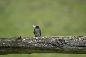 Eastern Phoebe and moth