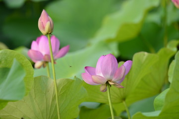 Blooming lotus flowers in the park