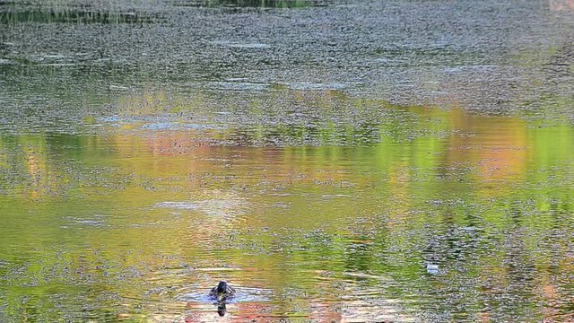Anas platyrhynchos, mallard, drake, pond