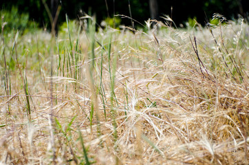 Golden grass in the field
