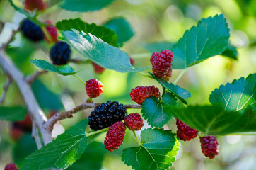 Mulberry on a tree