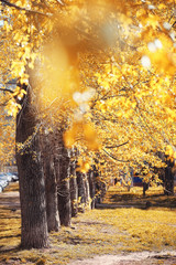 Autumn nature. Leaves and bushes with the yellow leaves in the p