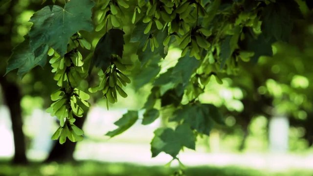 The wind shakes the branches of the maple.
