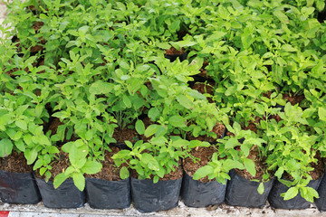 Baby holy basil plants in the greenhouse.