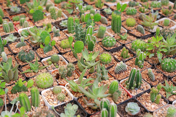 Group of cactus in greenhouse growing.
